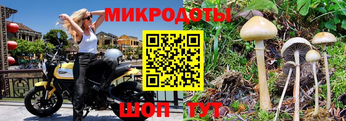 Галлюциногенные грибы Psilocybe Астрахань