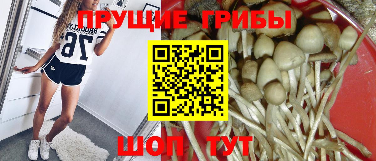 Псилоцибиновые грибы GOLDEN TEACHER  Вход с VPN  наркошоп  Псилоцибиновые грибы Psilocybe  Астрахань 